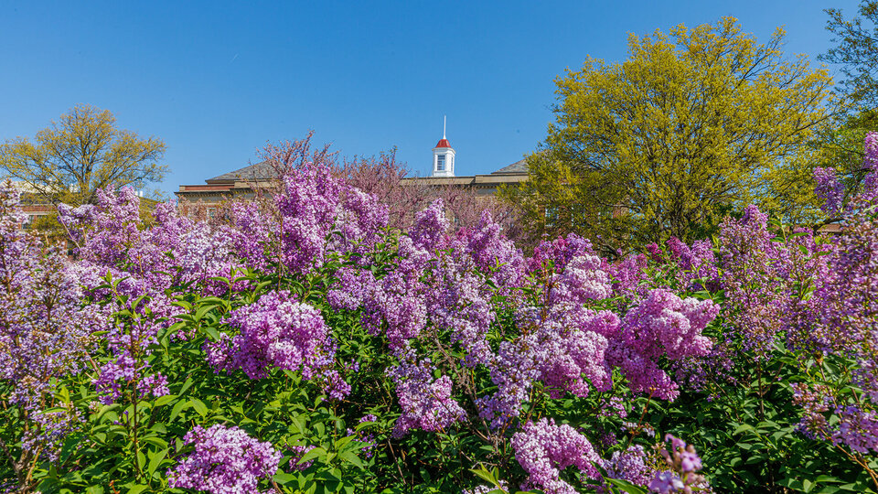 Love Library Cupola with blooming flowers in foreground